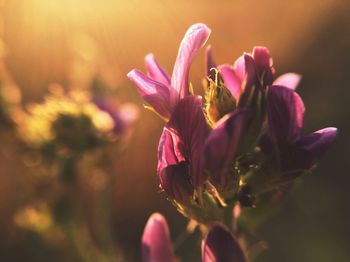 Close-up of pink flowers