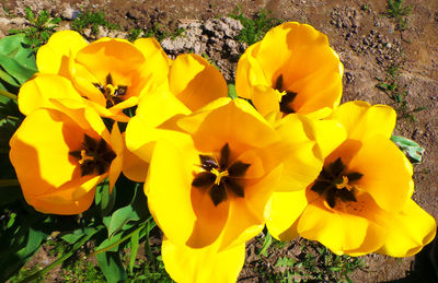 Close-up of yellow flower