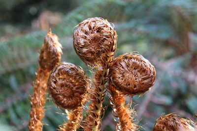 Close-up of wilted plant