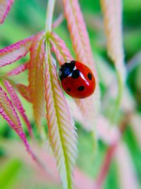Close-up of ladybug on leaf