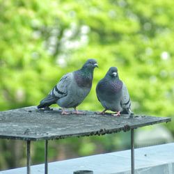 Close-up of pigeon perching on railing