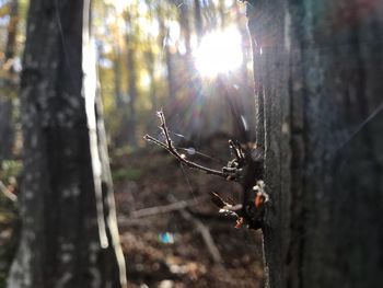 Close-up of spider on tree