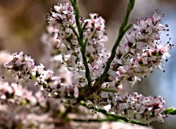 Close-up of cherry blossom