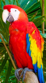 Close-up of parrot perching on leaf