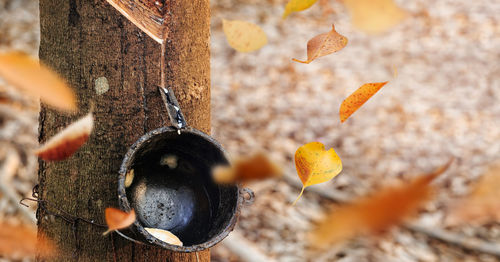 Close-up of fruit hanging on tree