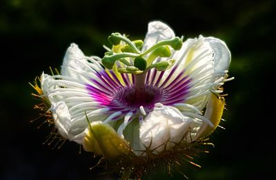 Close-up of purple flower