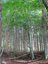 View of trees in forest