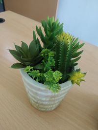 High angle view of succulent plant on table