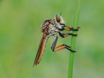 Close-up of dragonfly on leaf