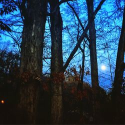 Low angle view of trees in forest