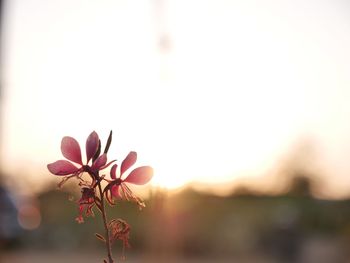 Close-up of flowers blooming against sky during sunset