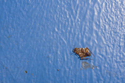 High angle view of bird swimming in lake during winter