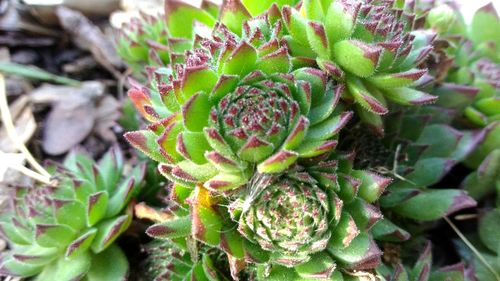 Close-up of prickly pear cactus