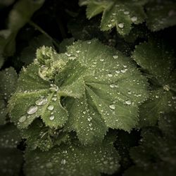 Close-up of water drops on leaves
