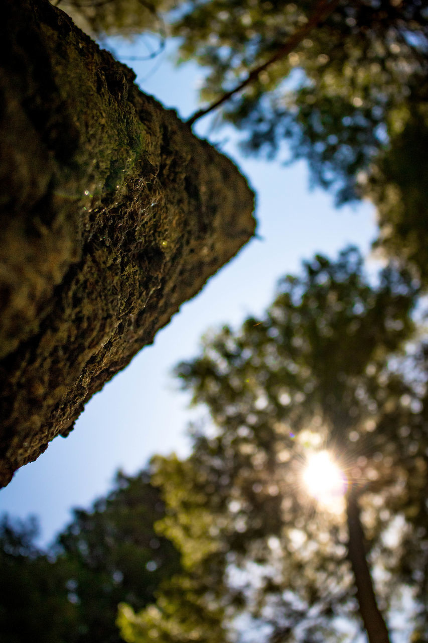 tree, low angle view, tree trunk, nature, growth, day, outdoors, no people, focus on foreground, sky, sunlight, textured, beauty in nature, branch, close-up