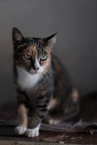 Close-up portrait of cat sitting