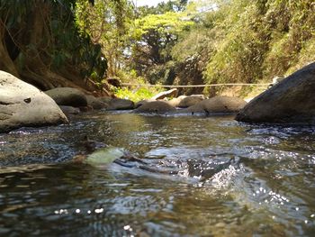 River flowing through rocks in forest