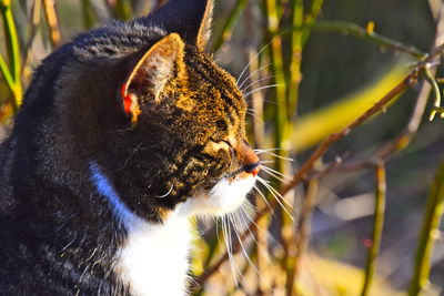 Close-up of a cat