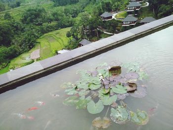 High angle view of flowers growing in park