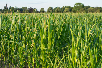 Crops growing on field