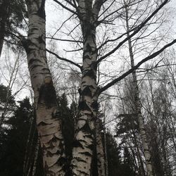 Low angle view of bare trees in forest