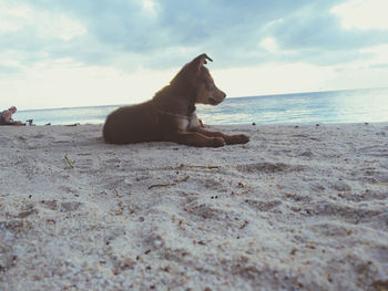 Dog relaxing on beach