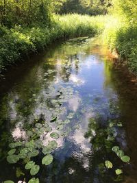High angle view of flowers floating on lake