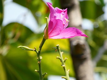 Close-up of pink flowering plant