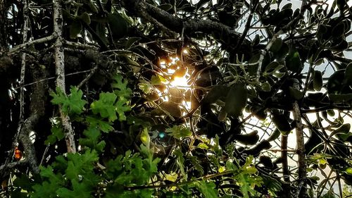 Low angle view of plants against trees in forest