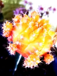 Close-up of yellow flowers