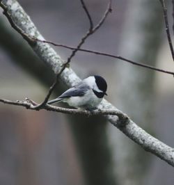 Close-up of bird perching on branch