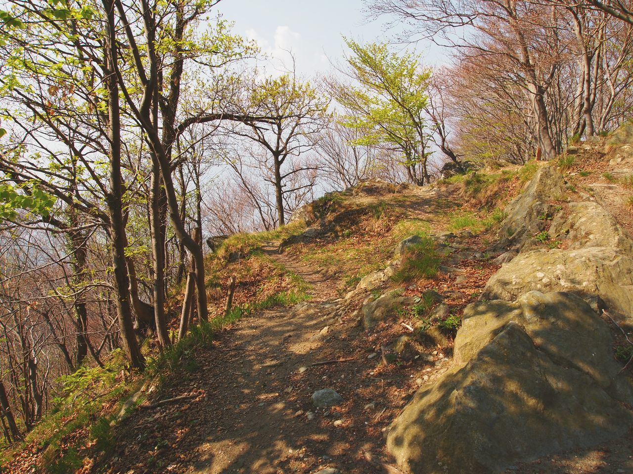 SCENIC VIEW OF FOREST