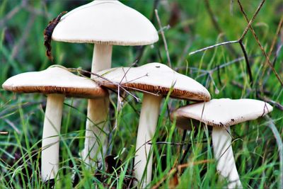 A patch of mushrooms after a morning rain