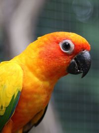 Close-up of parrot