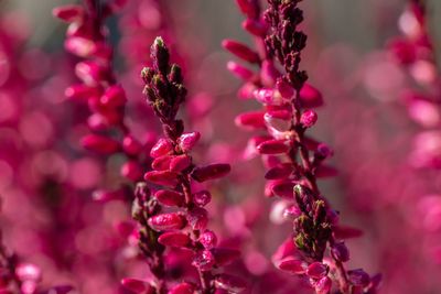 Close-up of pink flowering plant