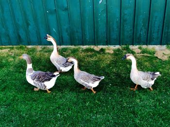 Geese on grassy field