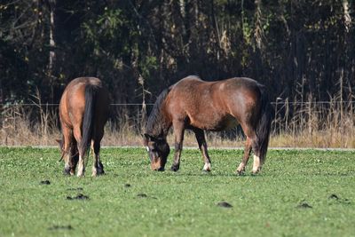 Horses grazing in a field