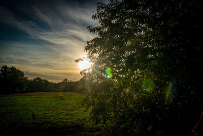 Trees on field against sky at sunset