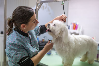 Animal groomer grooming dog