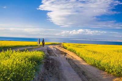 People riding horses amidst oilseed rape against sea