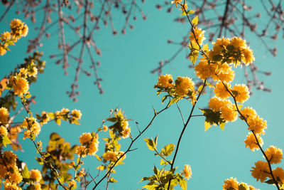 Low angle view of flowering plant against sky