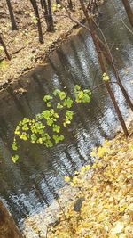 Reflection of trees in water