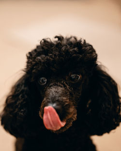 Close-up portrait of a dog licking his nose