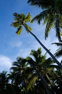 Low angle view of coconut palm tree against sky