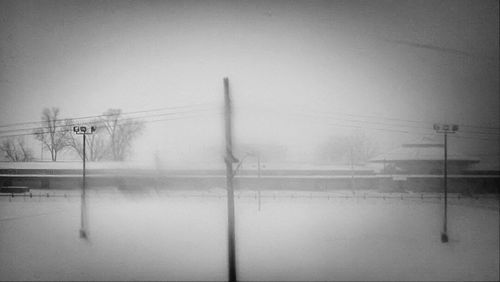 Trees in foggy weather