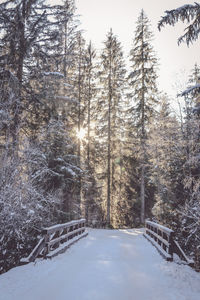 Snow covered trees in forest against sky