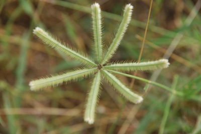 High angle view of plant on field