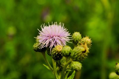 Close-up of purple thistle flower