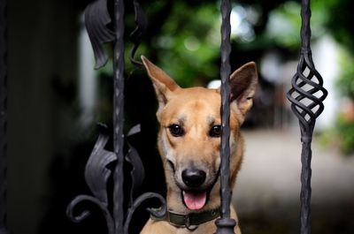 Close-up portrait of dog