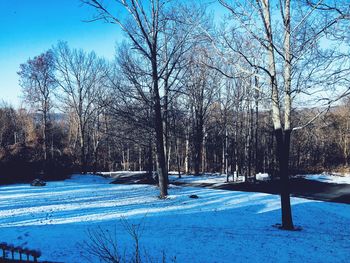 Bare trees on snow covered landscape